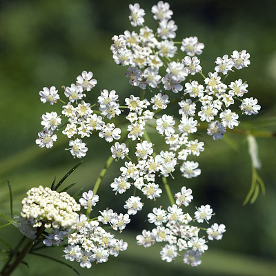 香芹籽