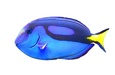 蓝刺尾鱼
