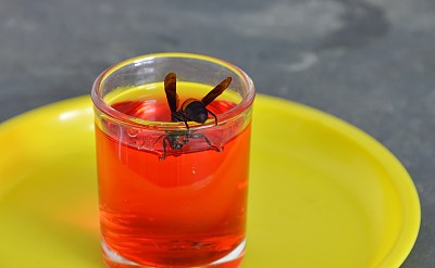 大黄蜂在玻璃中喂食红色花蜜