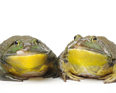 牛蛙