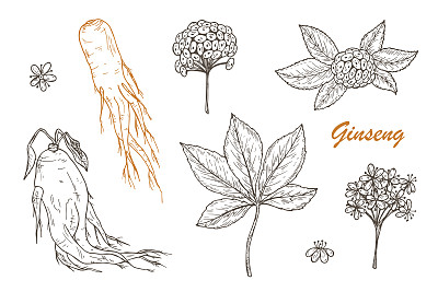 人参花图片大全 人参花设计素材 人参花模板下载 人参花图库 昵图网soso Nipic Com