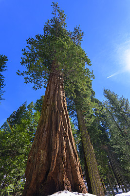 加州红杉国家公园的巨型红杉树