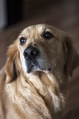 金毛猎犬