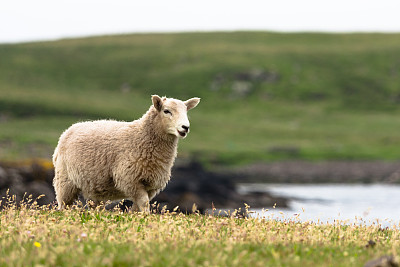 设得兰群岛的羊