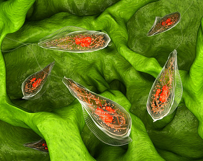 草履虫