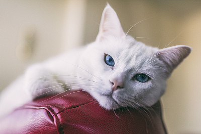 小猫