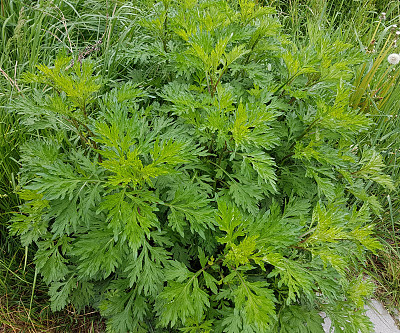 艾蒿;艾;寻常的