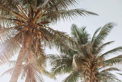 椰子棕榈滩