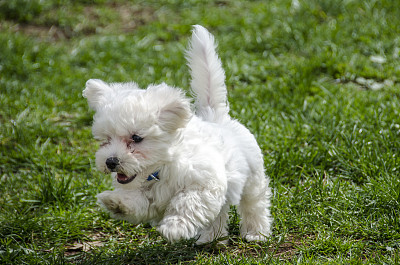 马尔他犬