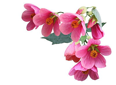 花蕾