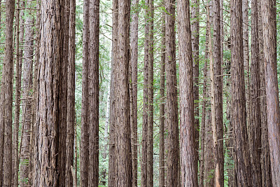穆尔森林国家保护区的红杉树