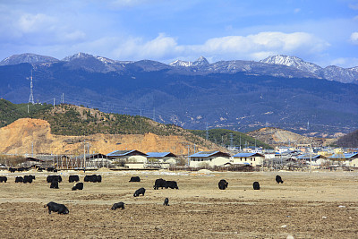 高雪山和田野里的牦牛，风景香格里拉(中甸)，中国云南