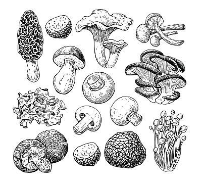 蘑菇手绘矢量图。食品素描iso