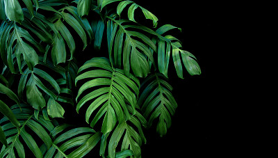 野生林中生长的绿叶植物，热带森林植物，黑色背景上的常绿藤蔓。