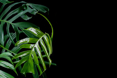 绿色的叶子上有水滴的野芒斯特拉植物，热带森林植物，常绿藤蔓上的黑色背景。