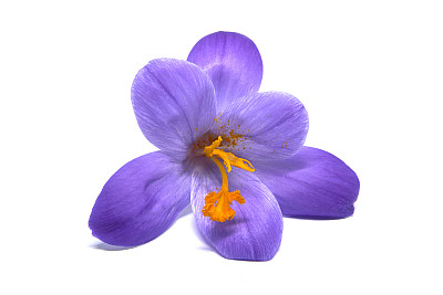 番红花属