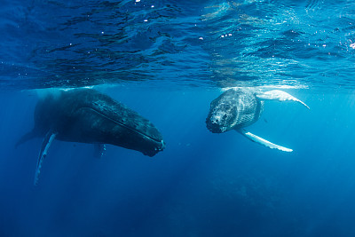浮游生物