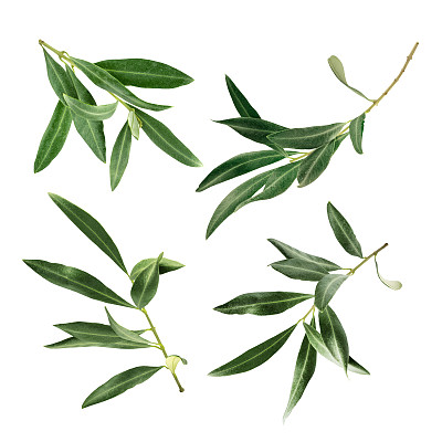 草本