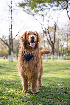 寻回犬