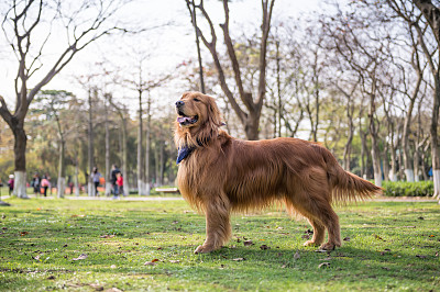 阿富汗猎犬
