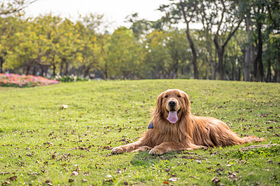 寻回犬