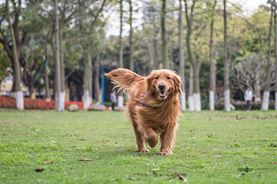寻回犬