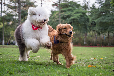 寻回犬
