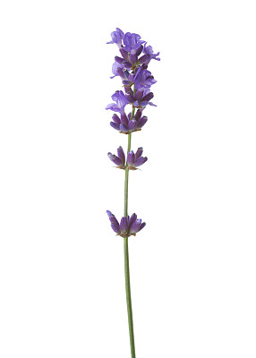 白色花冠图片大全 白色花冠设计素材 白色花冠模板下载 白色花冠图库 昵图网soso Nipic Com