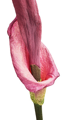 海芋花图片大全 海芋花设计素材 海芋花模板下载 海芋花图库 昵图网soso Nipic Com