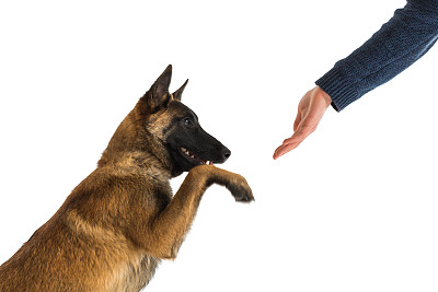 警犬
