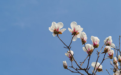 春花系列，蓝天背景的白玉兰，白玉兰是上海的市花。