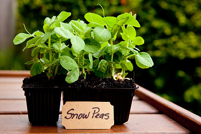 园艺-幼苗种植-雪豌豆