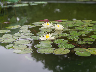 水