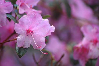 杜鹃花属