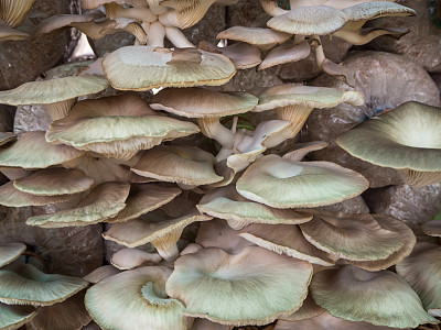 蘑菇栽培
