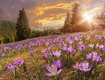 壮丽的日落在山上的草地上盛开着美丽的紫色番红花