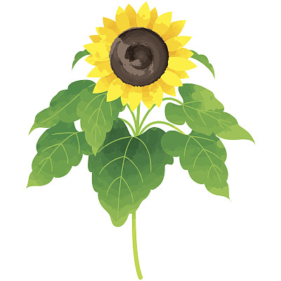 透明水彩花图片大全 透明水彩花设计素材 透明水彩花模板下载 透明水彩花图库 昵图网soso Nipic Com