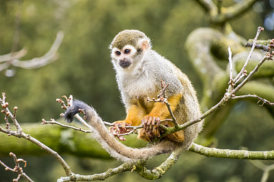 松鼠猴子在树上