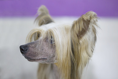 中国冠毛犬