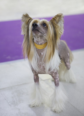 中国冠毛犬