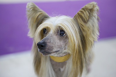 中国冠毛犬