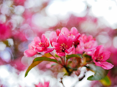 樱花近了，大自然在春天