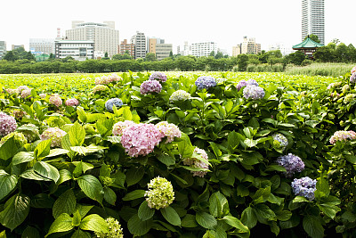 上野公园