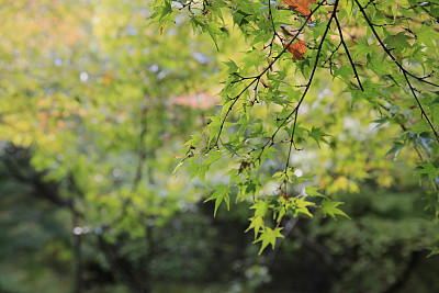 东福寺