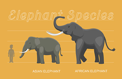 大象大小比较卡通向量