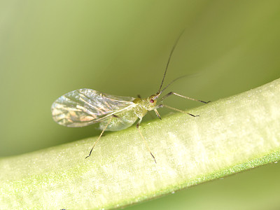 蚜虫