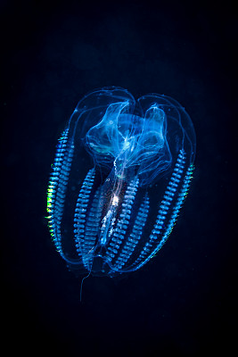 栉水母