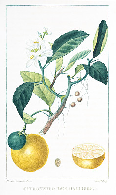 植物学