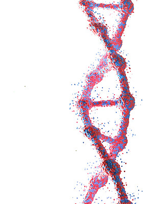 白色背景下的红色DNA链的特写
