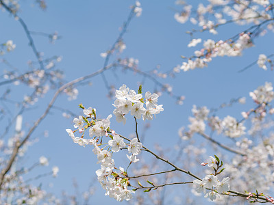 吉野樱花